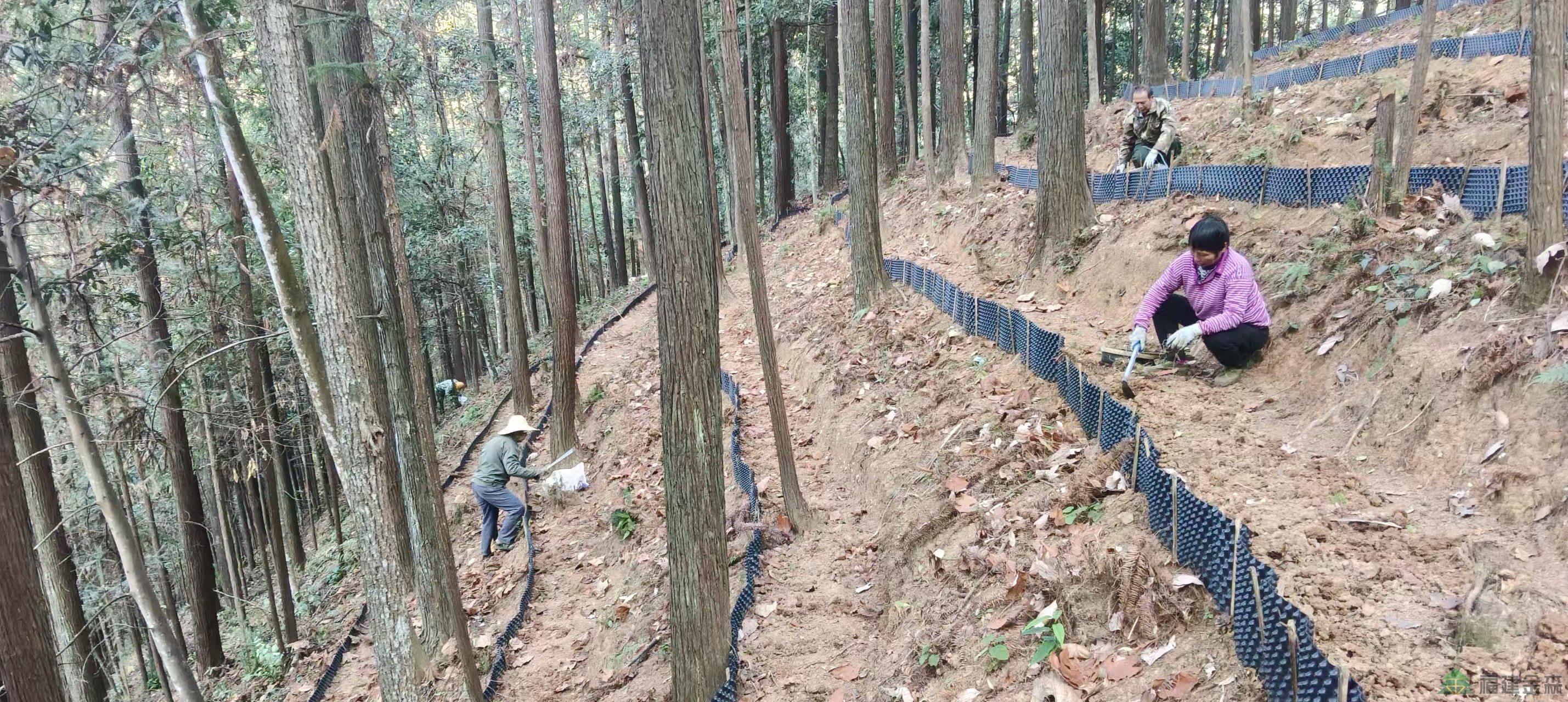 漠源琵琶丘基地黃精試種擴(kuò)容！金森探索林藥共生新路徑