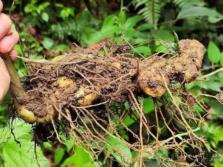 漠源琵琶丘基地黃精試種擴(kuò)容！金森探索林藥共生新路徑